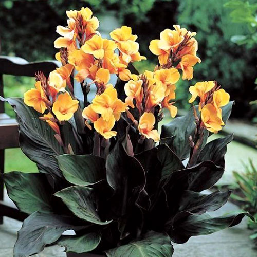 Canna Louis Cottin  interface.art zdjęcie 1 Canna Louis Cottin  interface.image 1 interface.art 3236