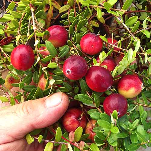 Żurawina wielkoowocowa Stevens interface.image 1 interface.art 9236