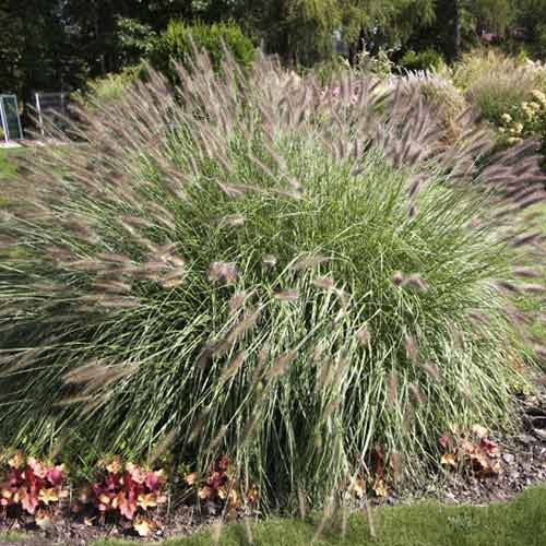 Rozplenica (Pennisetum) Hameln, С3 interface.art zdjęcie 1 Rozplenica (Pennisetum) Hameln, С3 interface.image 1 interface.art 8559