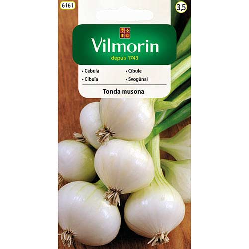 Cebula biała Tonda Musona Vilmorin interface.art zdjęcie 1 Cebula biała Tonda Musona Vilmorin interface.image 1 interface.art 77705