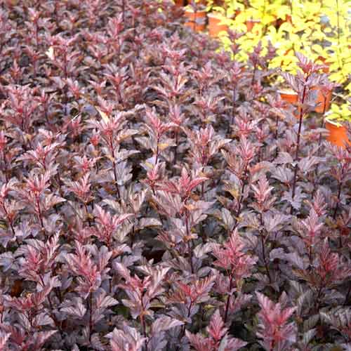 Pęcherznica Armadillo, С3 interface.art zdjęcie 1 Pęcherznica Armadillo, С3 interface.image 1 interface.art 8561