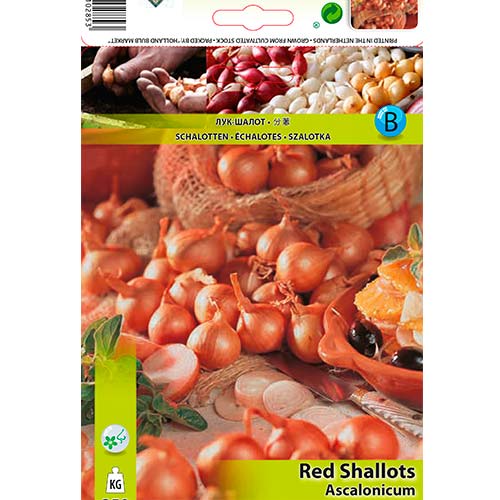 Cebula szalotka czerwona interface.image 1 interface.art 70499