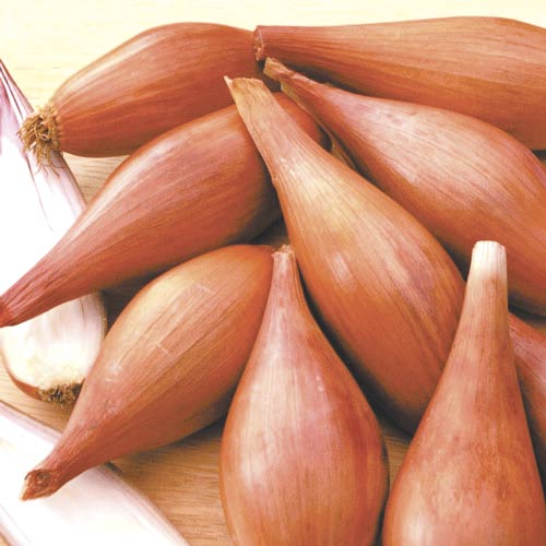 Cebula szalotka Zebrune interface.image 1 interface.art 409686L