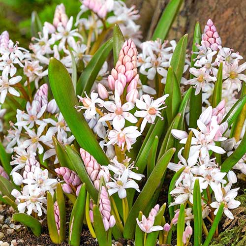 Cebulica Bifolia Rosea interface.image 1 interface.art 67675