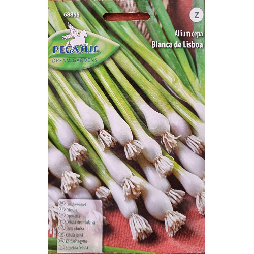 Cebula zielona Blanca de Lisboa Kiepenkerl interface.art zdjęcie 1 Cebula zielona Blanca de Lisboa Kiepenkerl interface.image 1 interface.art 96631