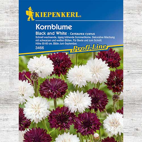 Chaber bławatek Black & White interface.image 1 interface.art 86279