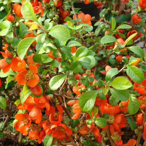 Pigwowiec pośredni Clementine interface.image 1 interface.art 9288