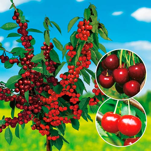 Czereśnia DUO interface.art zdjęcie 1 Czereśnia DUO interface.image 1 interface.art 7148