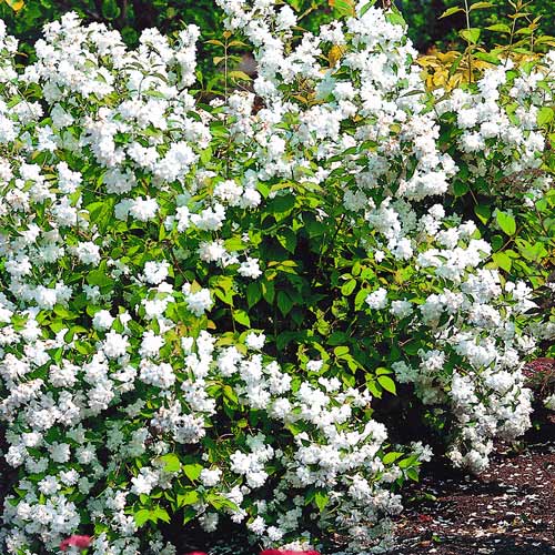 Jaśminowiec Bouquet Blanc interface.image 1 interface.art 9106