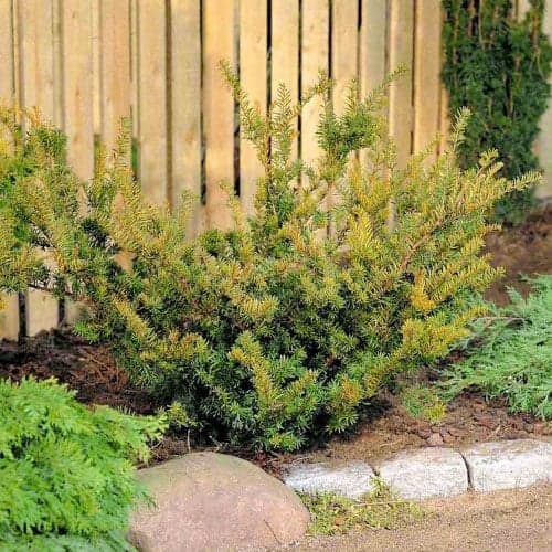 Cias pośredni Farmen interface.art zdjęcie 1 Cias pośredni Farmen interface.image 1 interface.art 9690