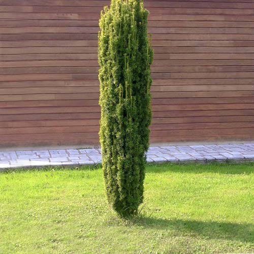 Cis pospolity Fastigiata interface.image 1 interface.art 9411