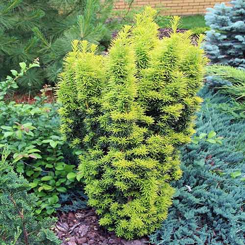 Cis pospolity Golden Carol interface.image 1 interface.art 4514