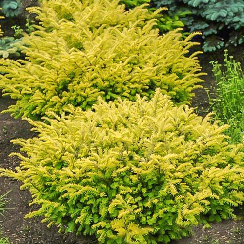 Cis pospolity Kupfergold interface.image 1 interface.art 9448