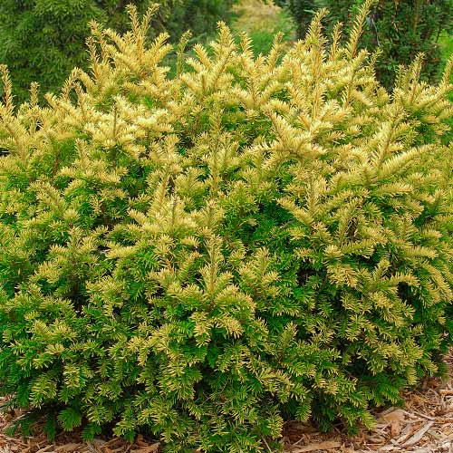 Cis pospolity Summergold interface.image 1 interface.art 9449