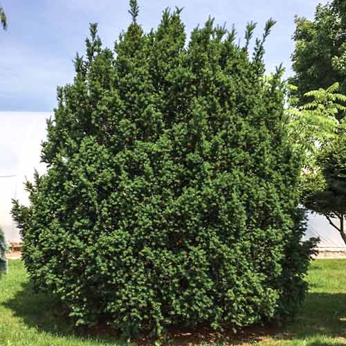 Cis pośredni Hicksi interface.image 1 interface.art 9463