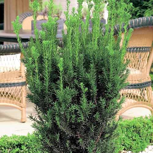 Cis pośredni Hillii interface.art zdjęcie 1 Cis pośredni Hillii interface.image 1 interface.art 9691