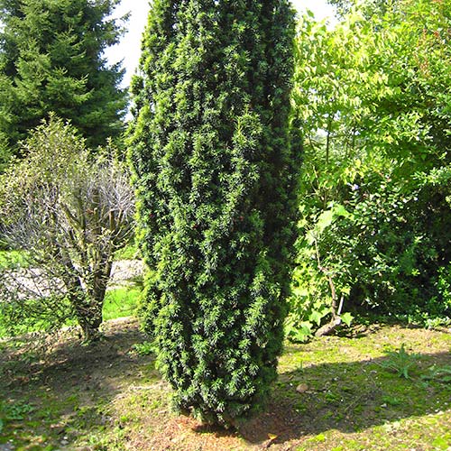 Cis pośredni Wojtek interface.image 1 interface.art 9410