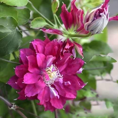 Clematis Akafuji, С2 interface.art zdjęcie 1 Clematis Akafuji, С2 interface.image 1 interface.art 5462