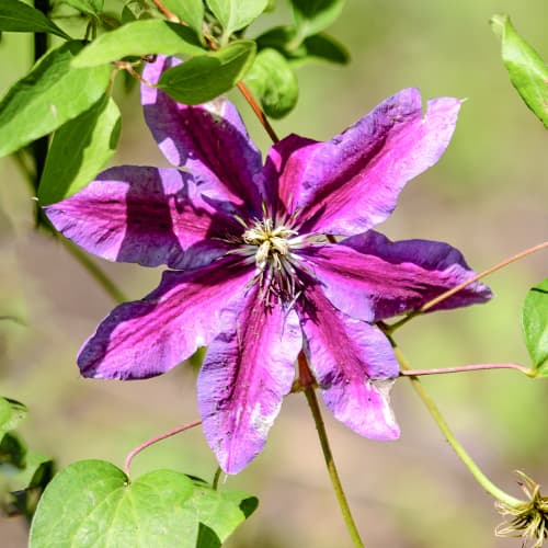 Clematis Akaishi, С2 interface.art zdjęcie 1 Clematis Akaishi, С2 interface.image 1 interface.art 5463