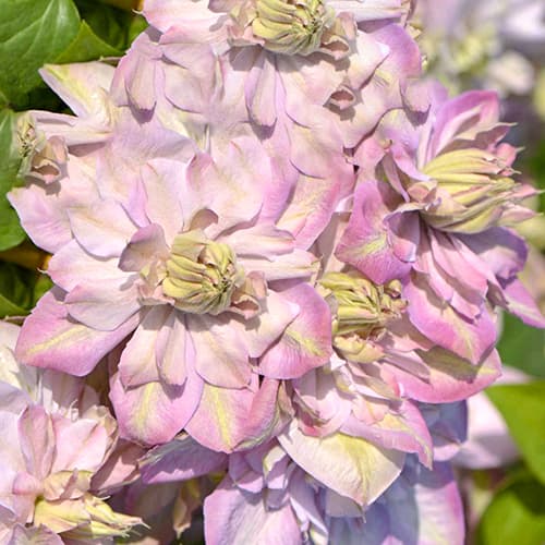 Clematis Anna's Choice, С2 interface.art zdjęcie 1 Clematis Anna's Choice, С2 interface.image 1 interface.art 5464
