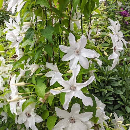 Clematis Beautiful Bride, С2 interface.art zdjęcie 1 Clematis Beautiful Bride, С2 interface.image 1 interface.art 5465