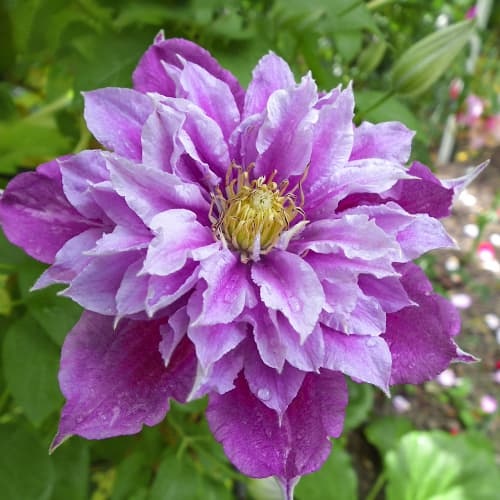 Clematis Birthday Girl, С2 interface.art zdjęcie 1 Clematis Birthday Girl, С2 interface.image 1 interface.art 5466