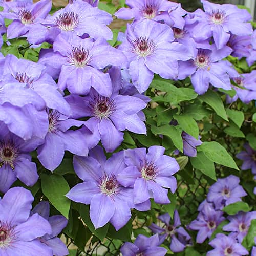 Clematis Blue Cotillion, С2 interface.art zdjęcie 1 Clematis Blue Cotillion, С2 interface.image 1 interface.art 5467