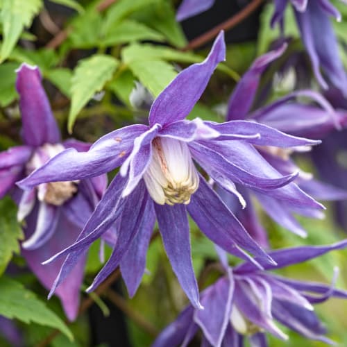 Clematis Blue Surprise, С2 interface.art zdjęcie 1 Clematis Blue Surprise, С2 interface.image 1 interface.art 5468