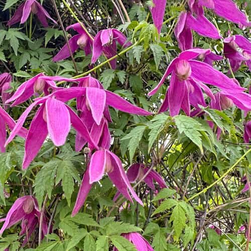 Clematis Constance, С2 interface.art zdjęcie 1 Clematis Constance, С2 interface.image 1 interface.art 5470