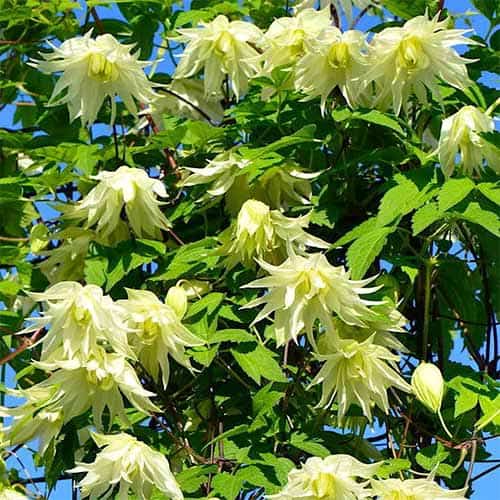 Clematis Golden Dream, С2 interface.art zdjęcie 1 Clematis Golden Dream, С2 interface.image 1 interface.art 5474