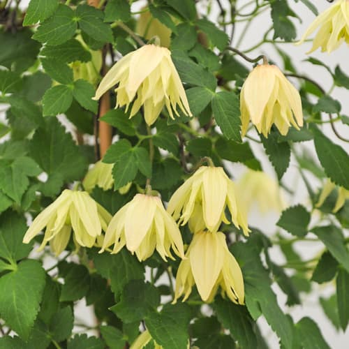 Clematis Golden Surprise, С2 interface.art zdjęcie 1 Clematis Golden Surprise, С2 interface.image 1 interface.art 5475