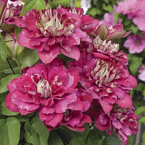 Clematis Hot Kisses, С2 interface.art zdjęcie 1 Clematis Hot Kisses, С2 interface.image 1 interface.art 5476