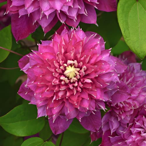 Clematis Hot Love, С2 interface.art zdjęcie 1 Clematis Hot Love, С2 interface.image 1 interface.art 5477