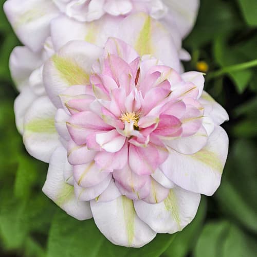 Clematis Innocent Blush, С2 interface.art zdjęcie 1 Clematis Innocent Blush, С2 interface.image 1 interface.art 5478