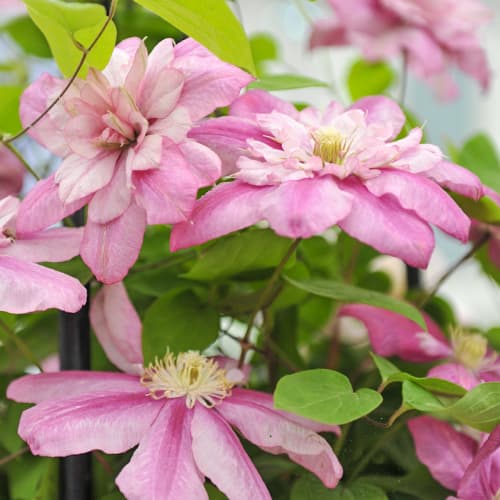 Clematis Innocent Glance, С2 interface.art zdjęcie 1 Clematis Innocent Glance, С2 interface.image 1 interface.art 5479