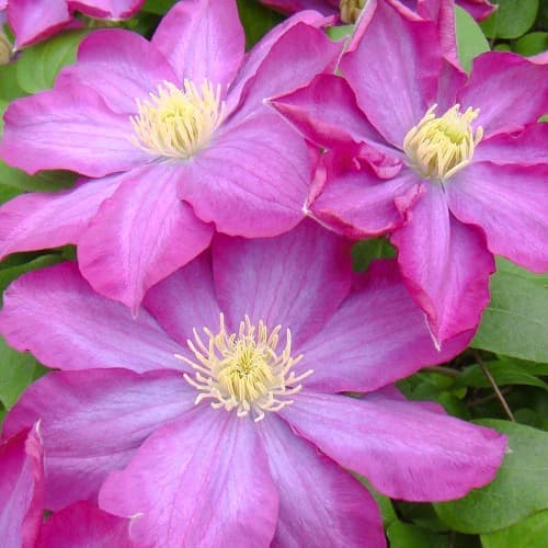 Clematis Kakio Pink Champagne, С2 interface.art zdjęcie 1 Clematis Kakio Pink Champagne, С2 interface.image 1 interface.art 5481