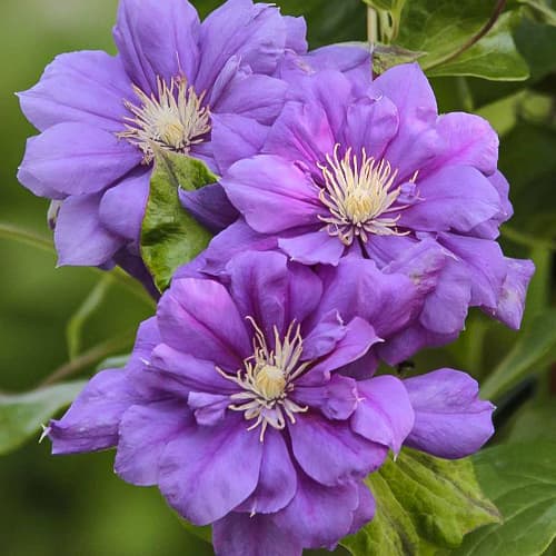Clematis Krolowa Bona, С2 interface.art zdjęcie 1 Clematis Krolowa Bona, С2 interface.image 1 interface.art 5482