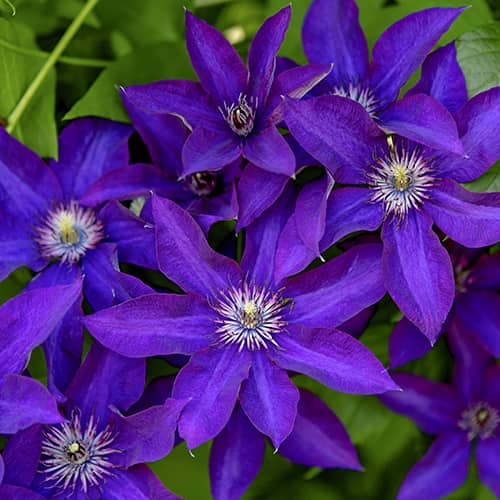 Clematis Lavender Beauty, С2 interface.art zdjęcie 1 Clematis Lavender Beauty, С2 interface.image 1 interface.art 5483