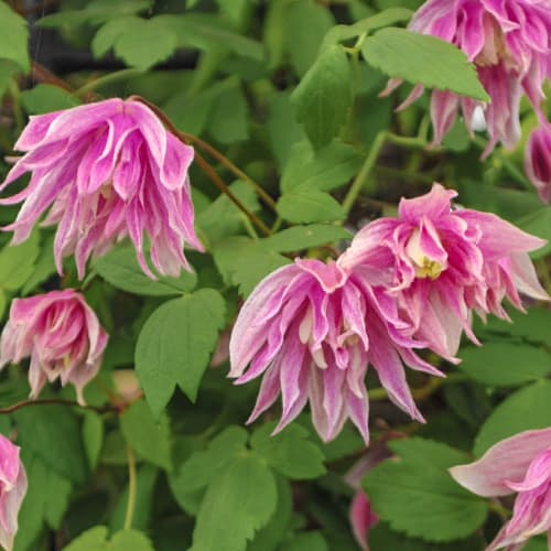 Clematis Pink Surprise, С2 interface.art zdjęcie 1 Clematis Pink Surprise, С2 interface.image 1 interface.art 5487