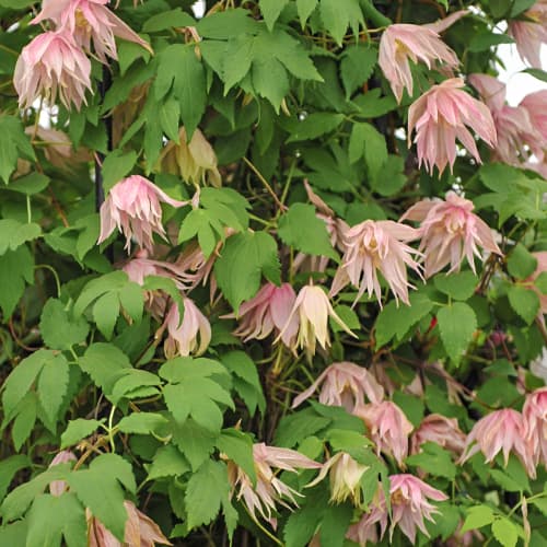 Clematis Pink Swing, С2 interface.image 1 interface.art 5488