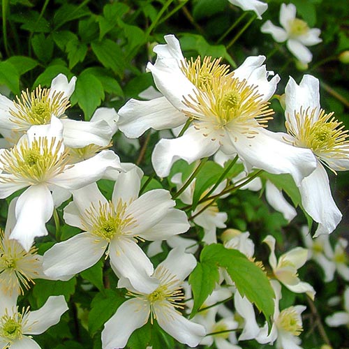 Clematis (Powojnik) Alba interface.art zdjęcie 1 Clematis (Powojnik) Alba interface.image 1 interface.art 9581