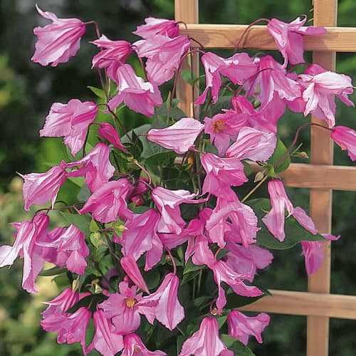 Clematis (Powojnik) Alionushka, С2 interface.image 1 interface.art 1550