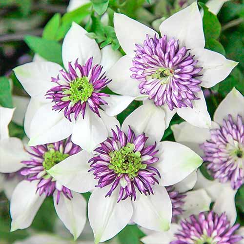 Clematis (Powojnik) Bicolor interface.art zdjęcie 1 Clematis (Powojnik) Bicolor interface.image 1 interface.art 4757