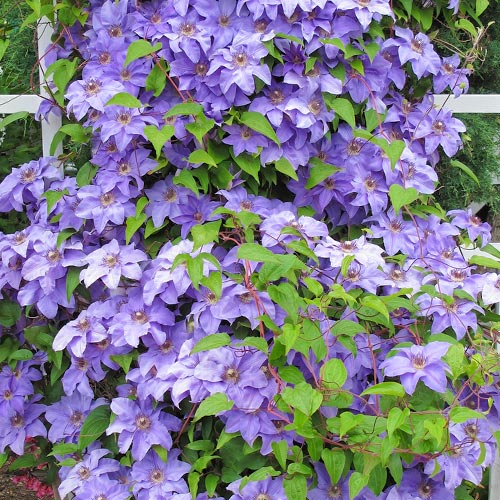 Clematis (Powojnik) Blue Angel, P9 interface.image 1 interface.art 9051