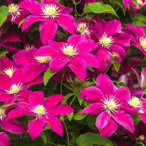 Clematis (Powojnik) Burgundy interface.art zdjęcie 1 Clematis (Powojnik) Burgundy interface.image 1 interface.art 4758