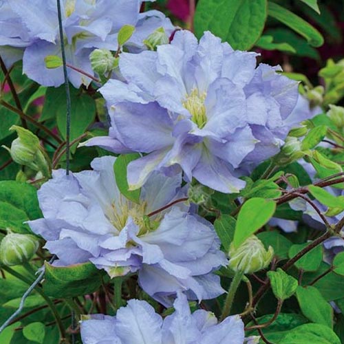 Clematis (Powojnik) Diamond Ball interface.image 1 interface.art 4134