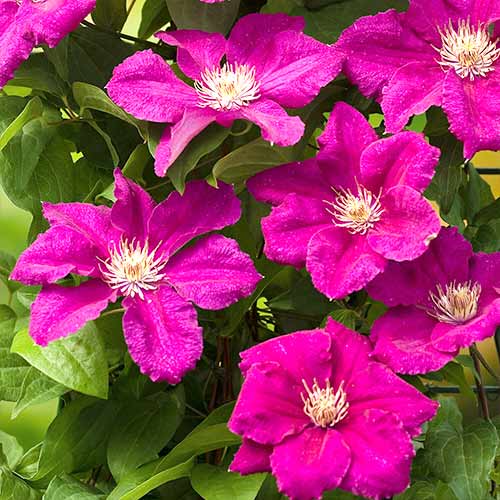 Clematis (Powojnik) Ernest Markham interface.image 1 interface.art 4762