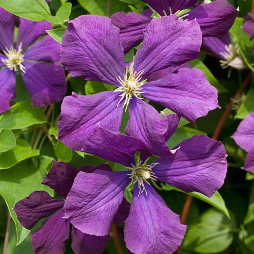 Clematis (Powojnik) Etoile Violette interface.image 1 interface.art 9062