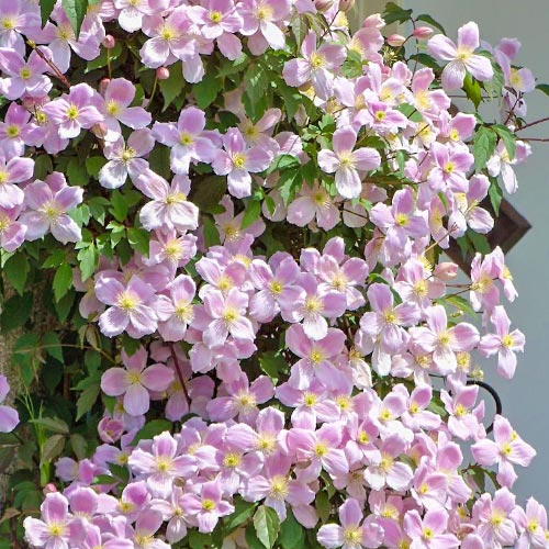 Clematis (Powojnik górski) Elizabeth interface.image 1 interface.art 9053