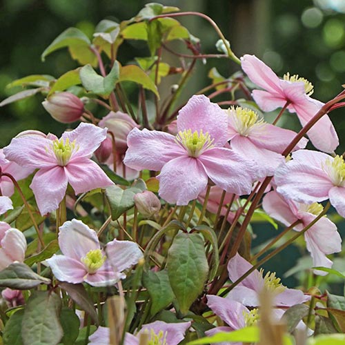 Clematis (Powojnik górski) Grandiflora interface.image 1 interface.art 9052